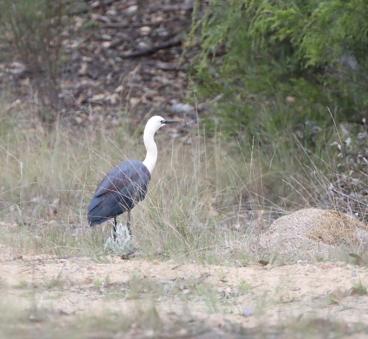 Pacific Heron - Cheryl McIntyre