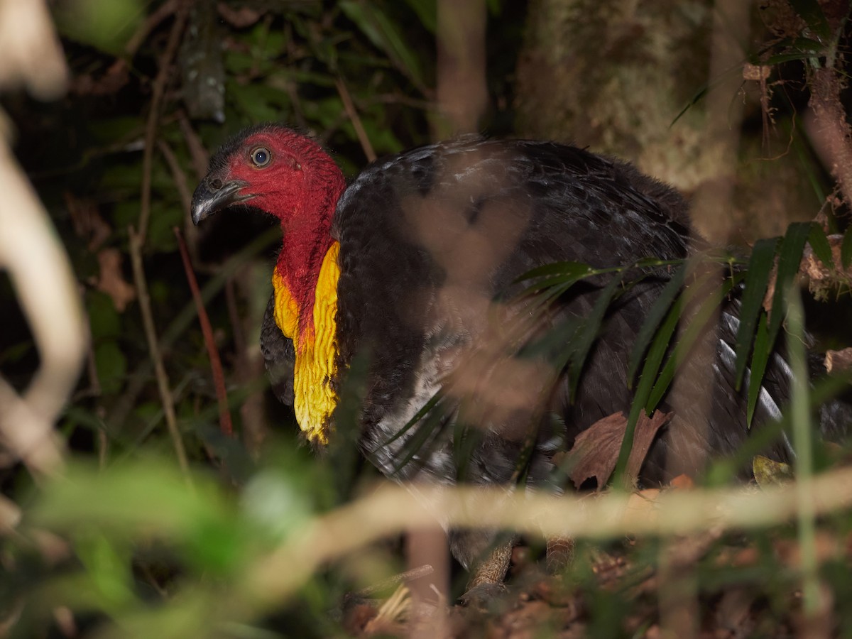 Australian Brushturkey - ML273389751