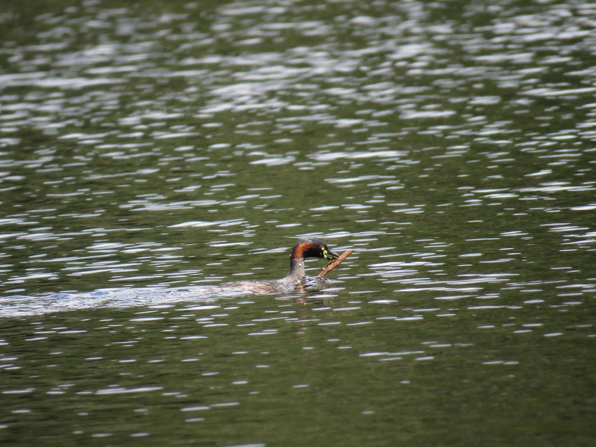 Australasian Grebe - ML273393431