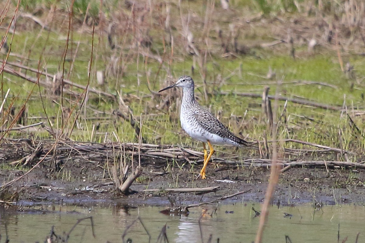 Greater Yellowlegs - ML27339391