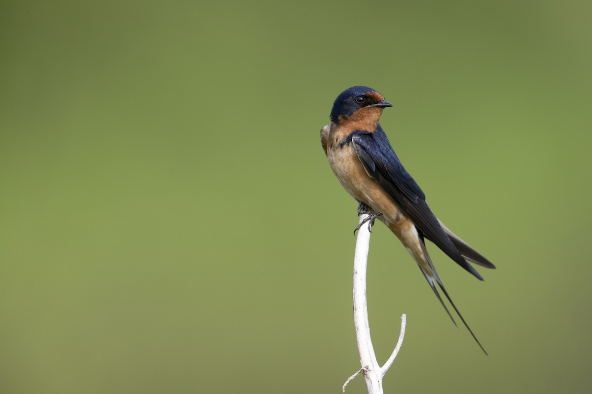Barn Swallow (American) - Michael Stubblefield