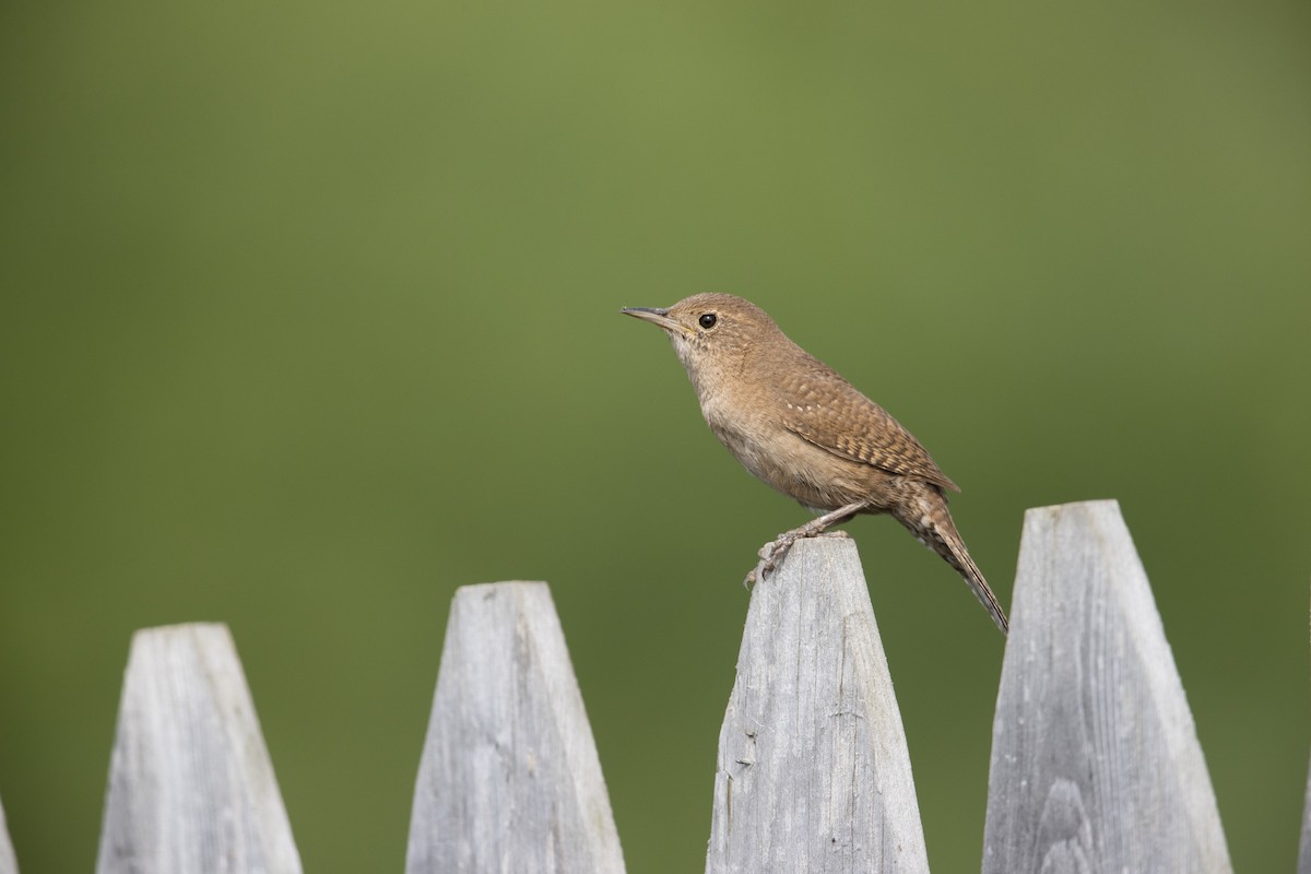 House Wren (Northern) - ML273394221