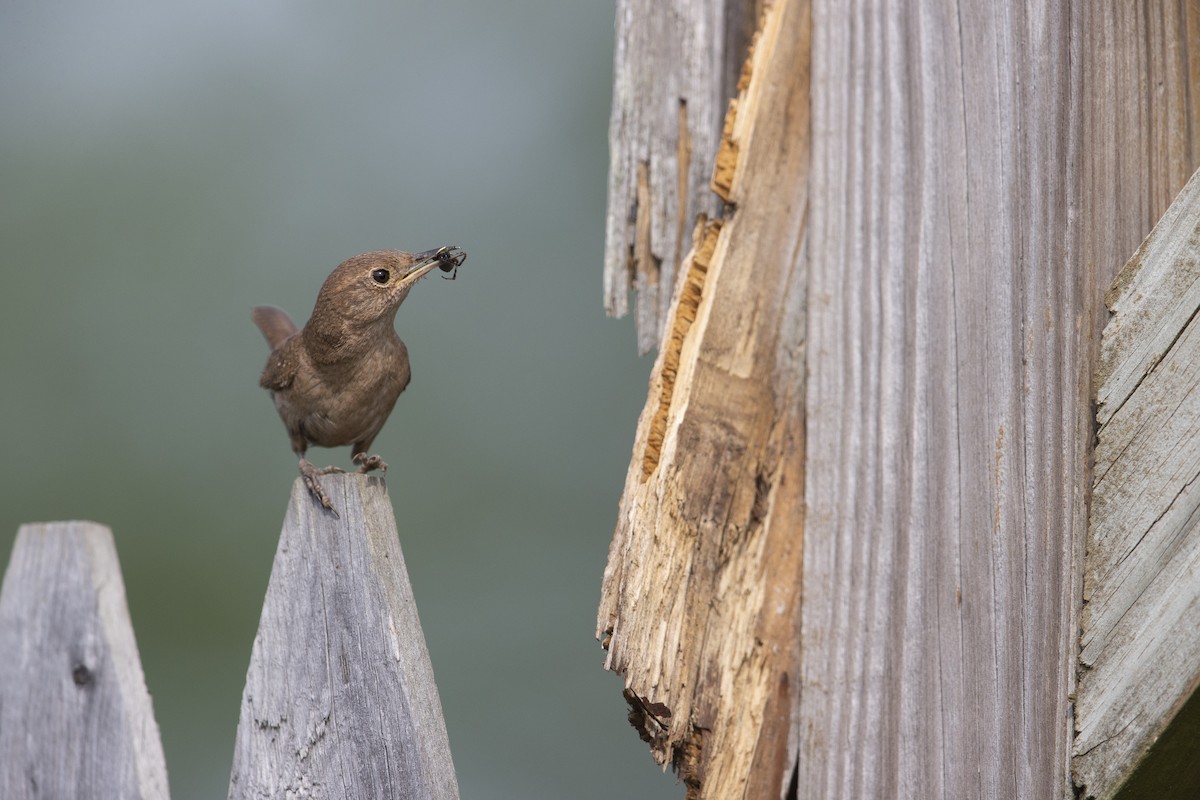 House Wren (Northern) - Michael Stubblefield