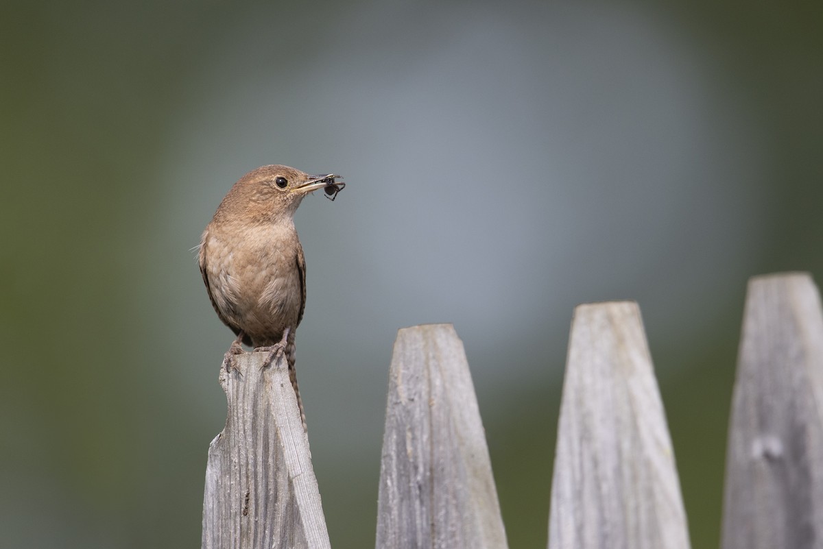 House Wren (Northern) - ML273394241