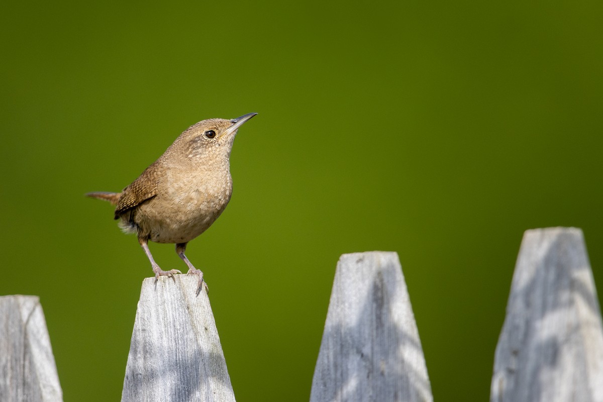 House Wren (Northern) - ML273394251