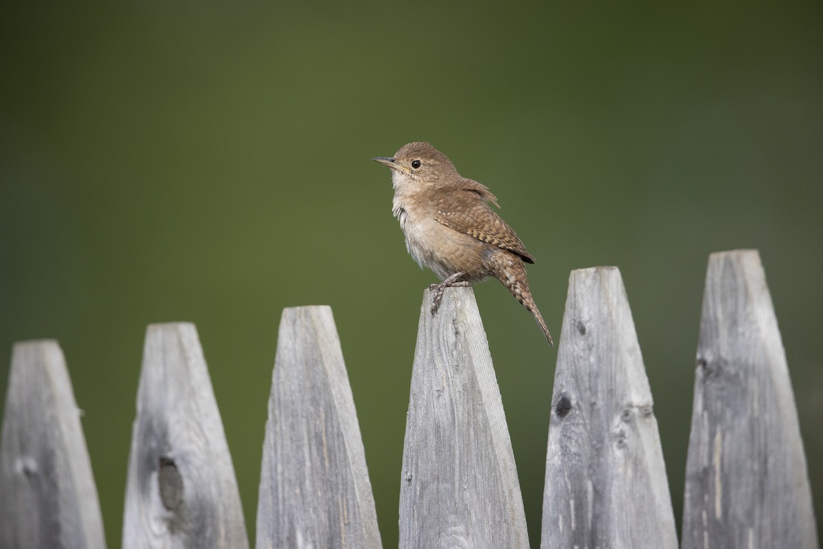 House Wren (Northern) - ML273394261