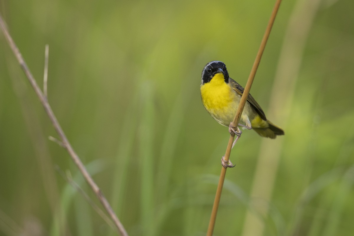 Common Yellowthroat (trichas Group) - ML273394271