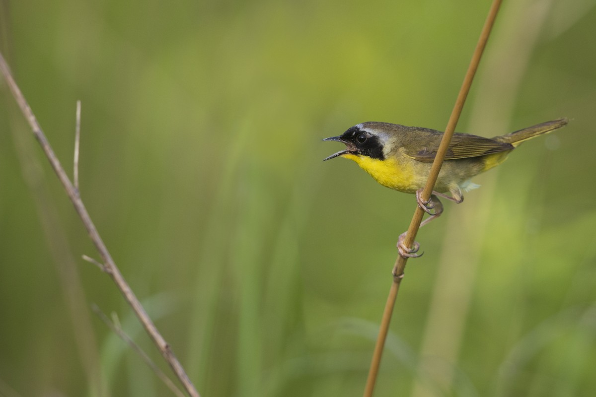 Common Yellowthroat (trichas Group) - ML273394281