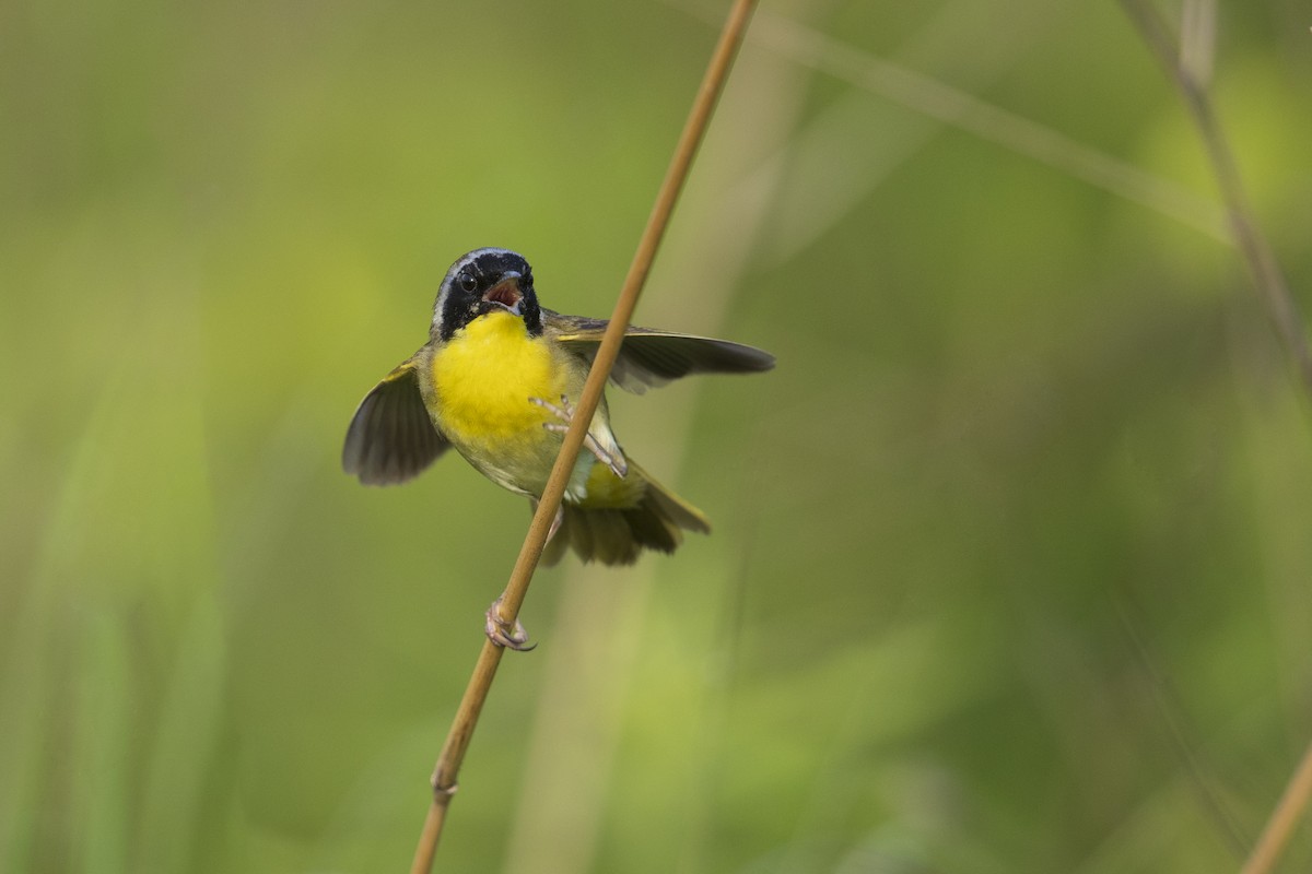 Common Yellowthroat (trichas Group) - ML273394291