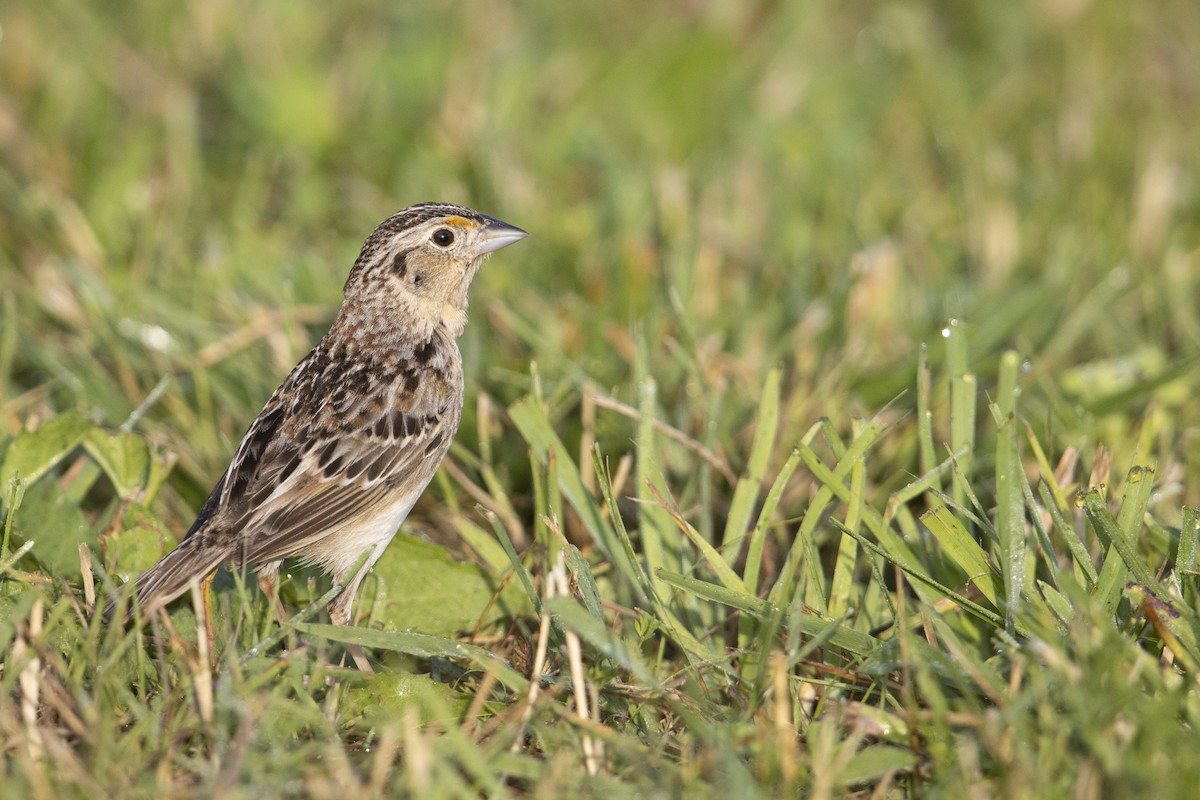 Grasshopper Sparrow - ML273394341