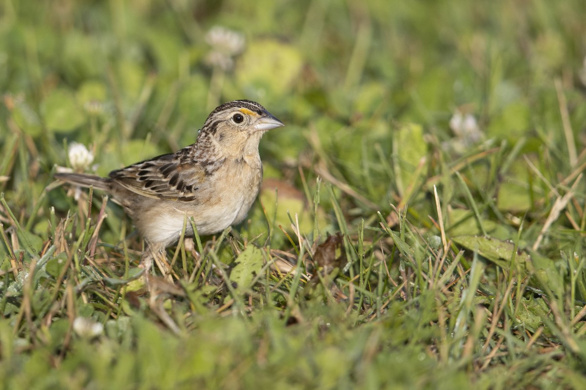 Grasshopper Sparrow - Michael Stubblefield