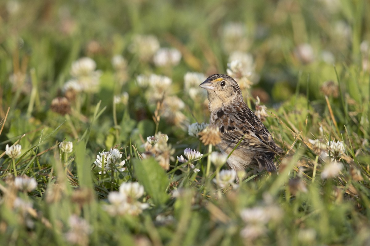 Grasshopper Sparrow - ML273394381