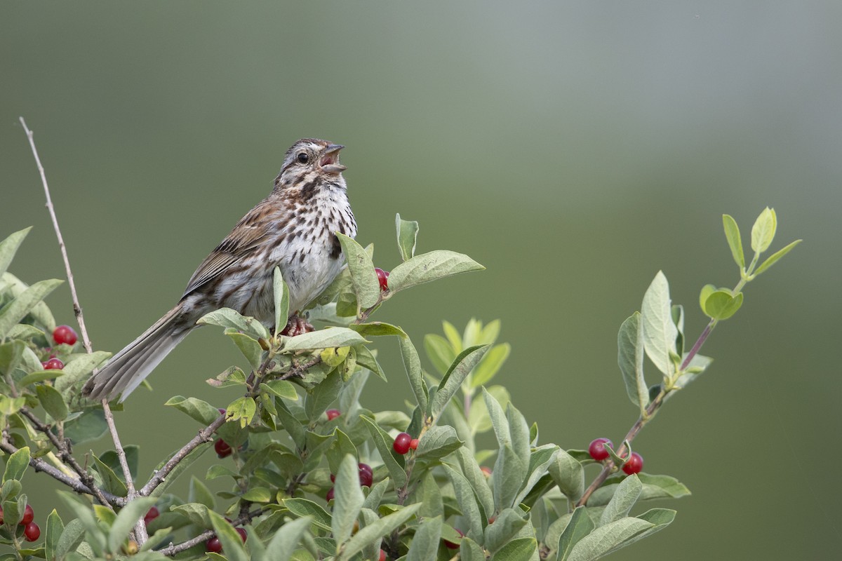 Song Sparrow (melodia/atlantica) - Michael Stubblefield