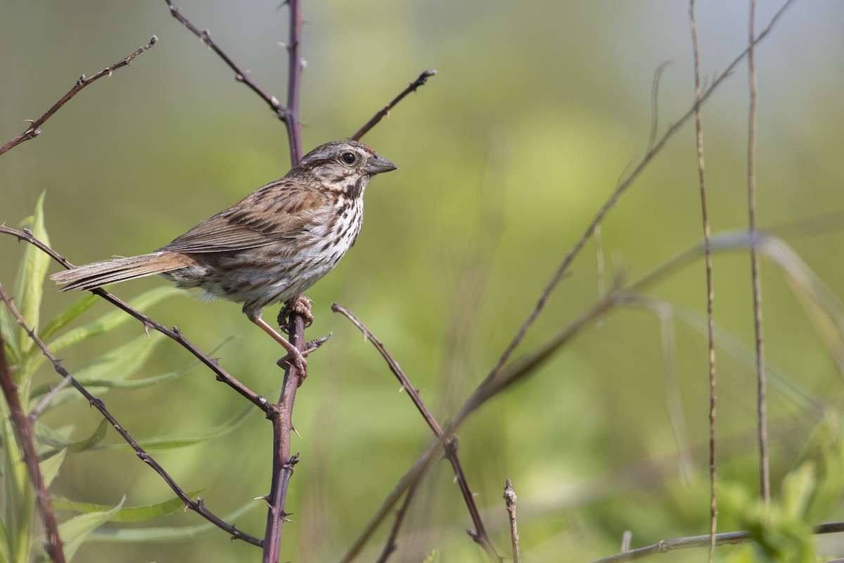 Song Sparrow (melodia/atlantica) - ML273394421