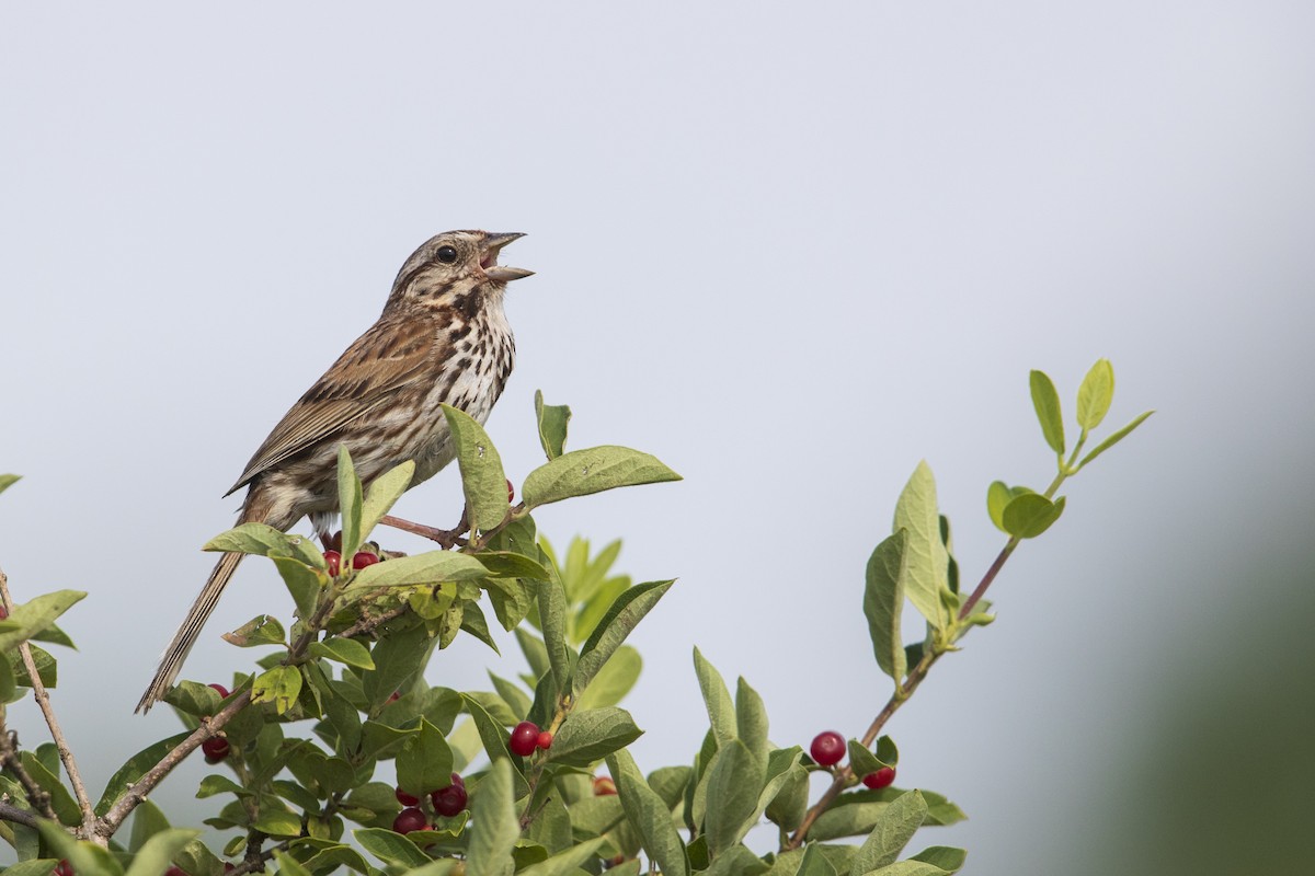 Song Sparrow (melodia/atlantica) - ML273394431