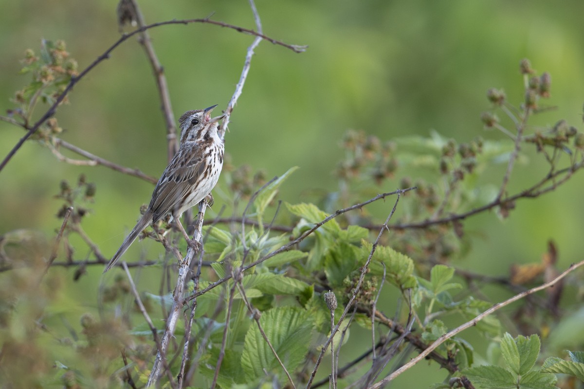 Song Sparrow (melodia/atlantica) - ML273394441