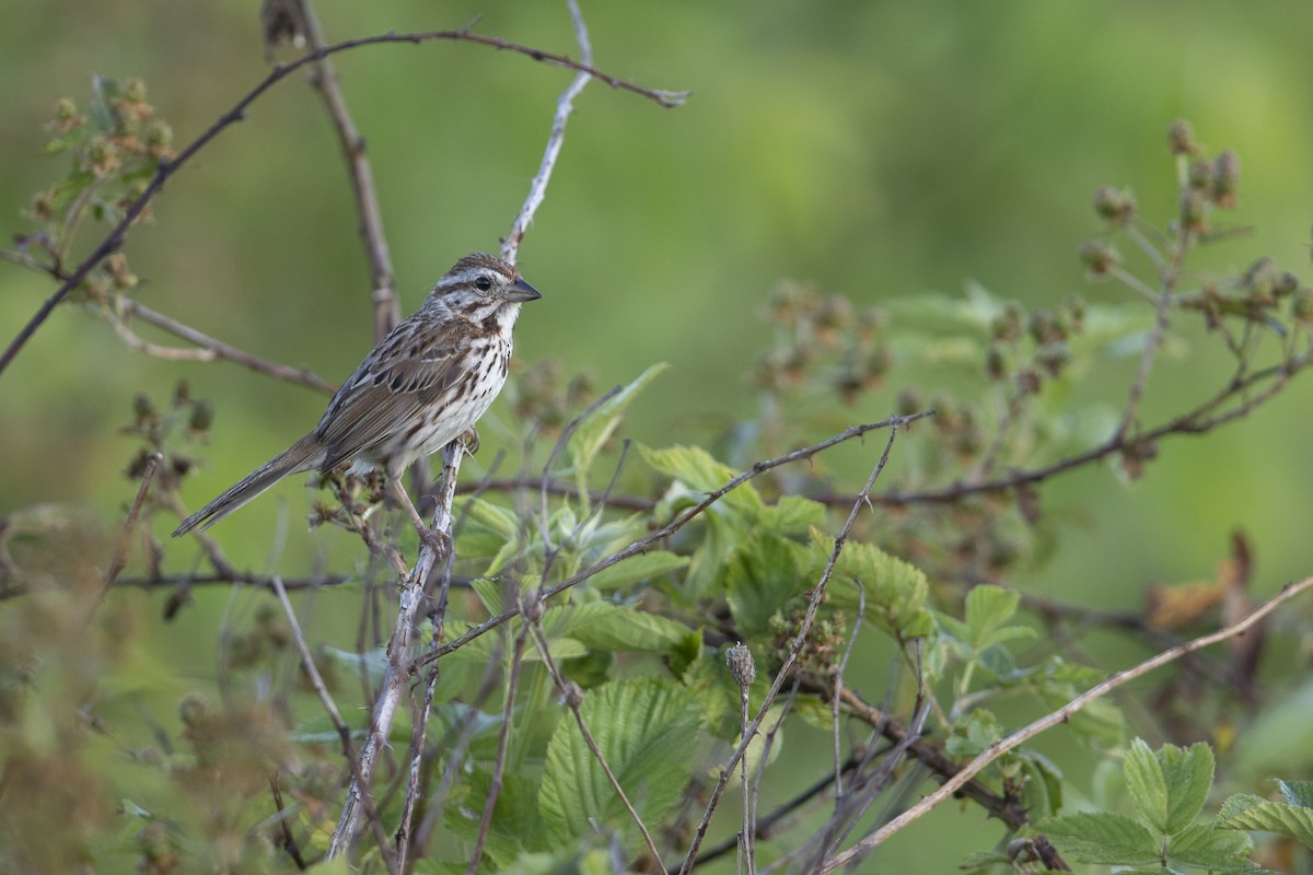 Song Sparrow (melodia/atlantica) - ML273394451