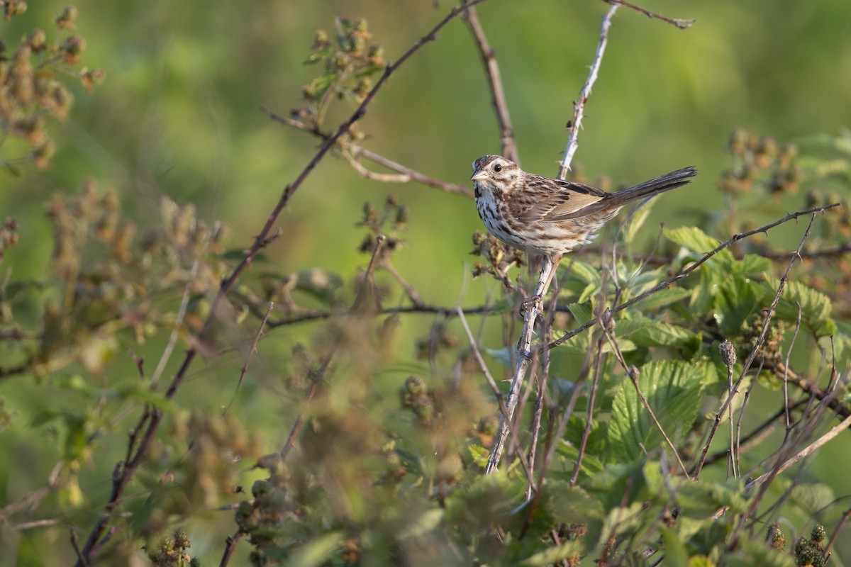 strnadec zpěvný (ssp. melodia/atlantica) - ML273394461