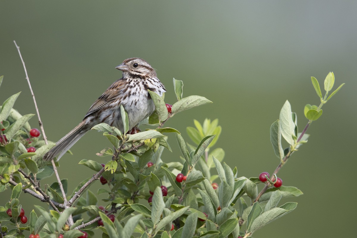 Song Sparrow (melodia/atlantica) - ML273394491