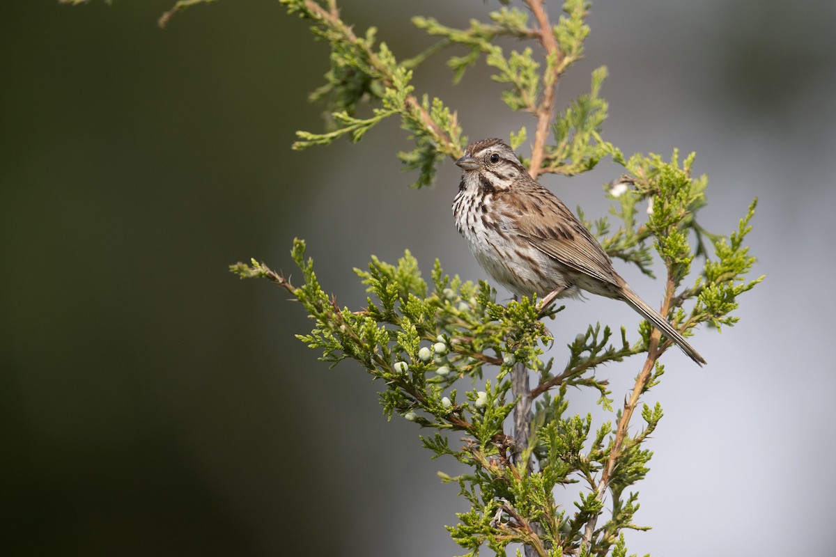 Song Sparrow (melodia/atlantica) - ML273394501