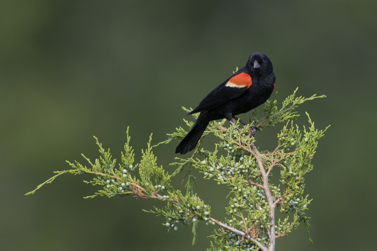 Red-winged Blackbird (Red-winged) - ML273394521