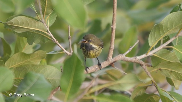 Suimanga Pechiescarlata - ML273396511