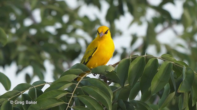 African Golden Oriole - ML273396521