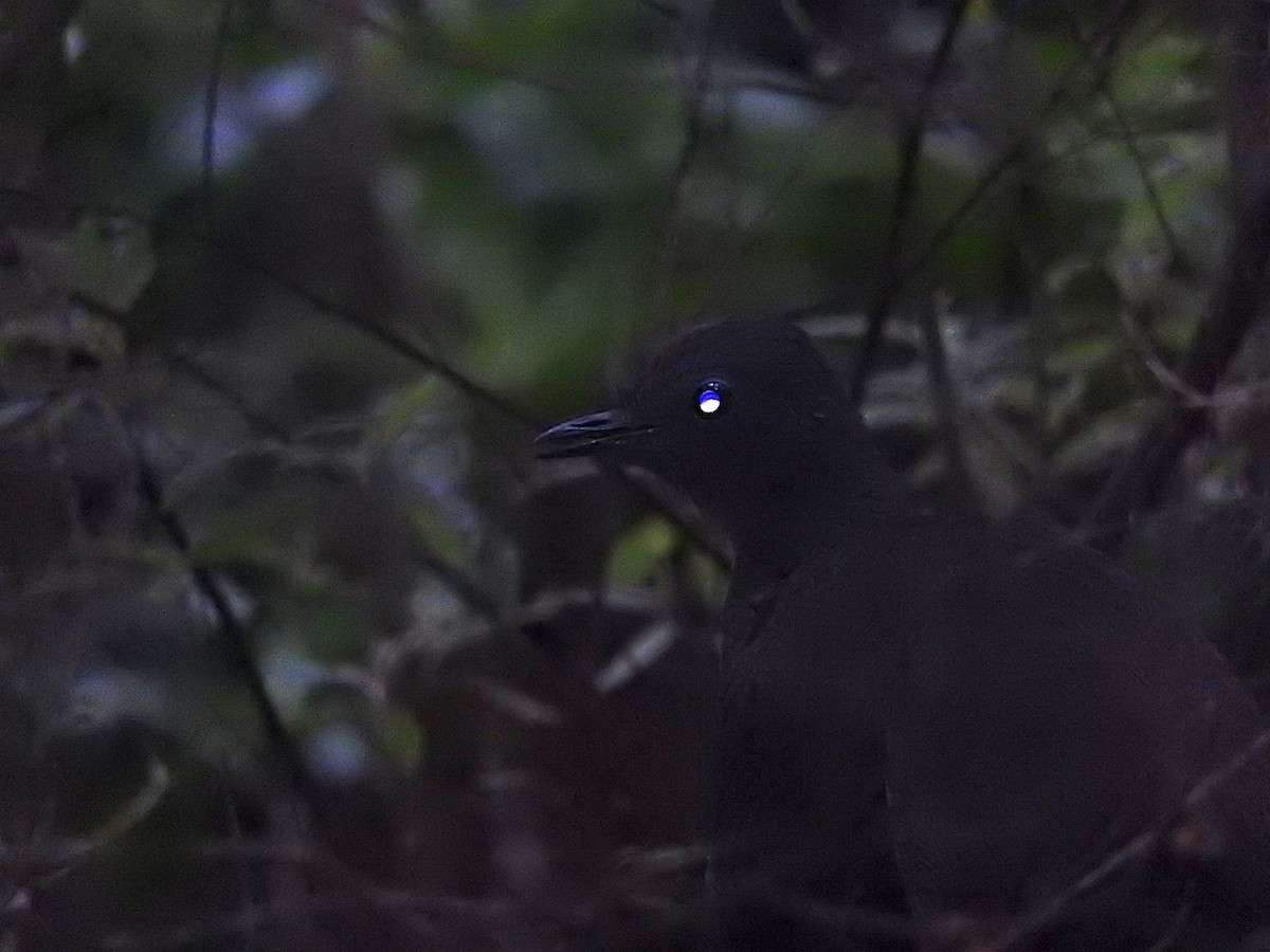 Superb Lyrebird - ML273398471