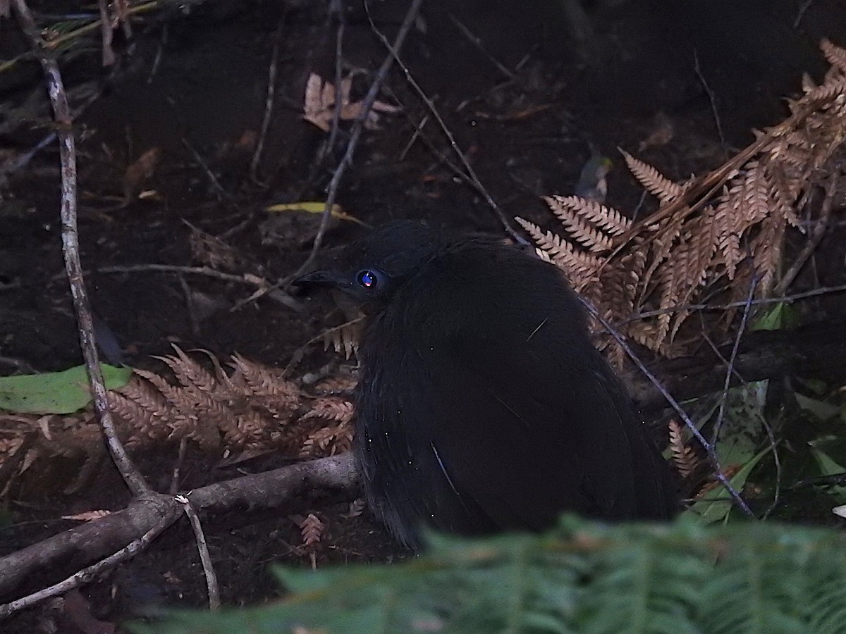 Superb Lyrebird - ML273398541