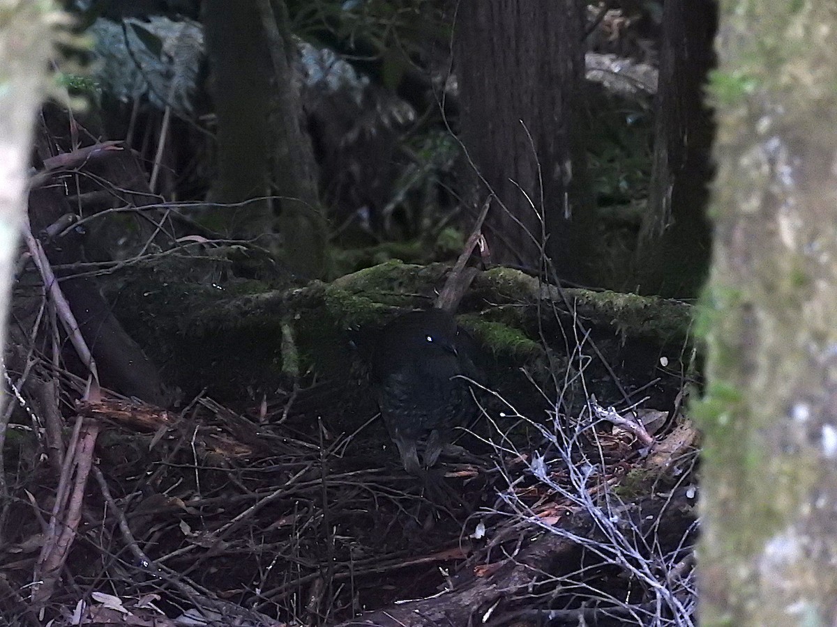 Superb Lyrebird - ML273398591