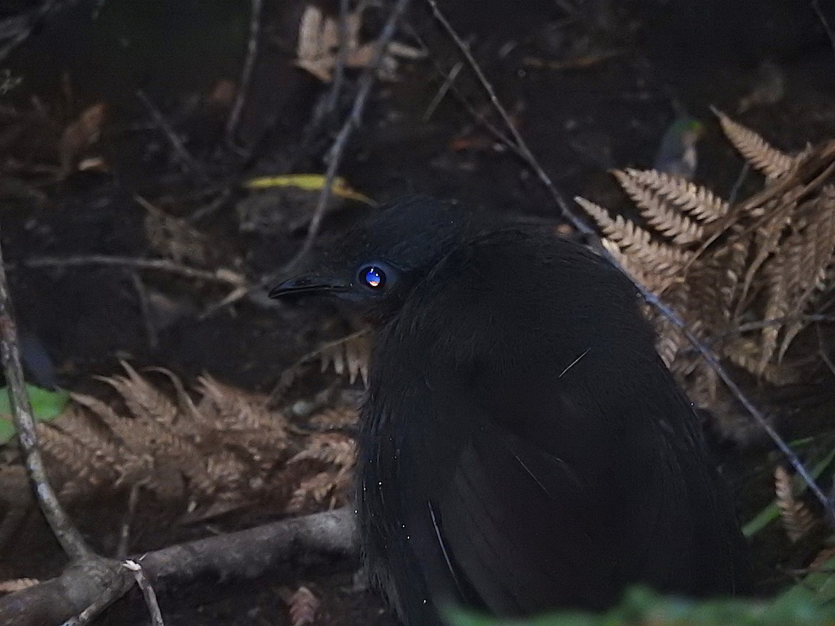 Superb Lyrebird - ML273398621