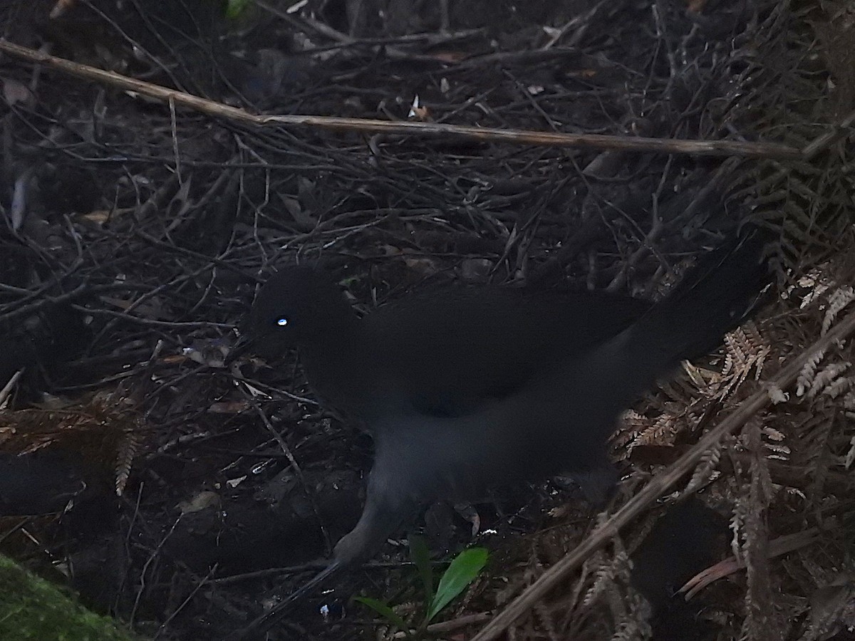 Superb Lyrebird - George Vaughan