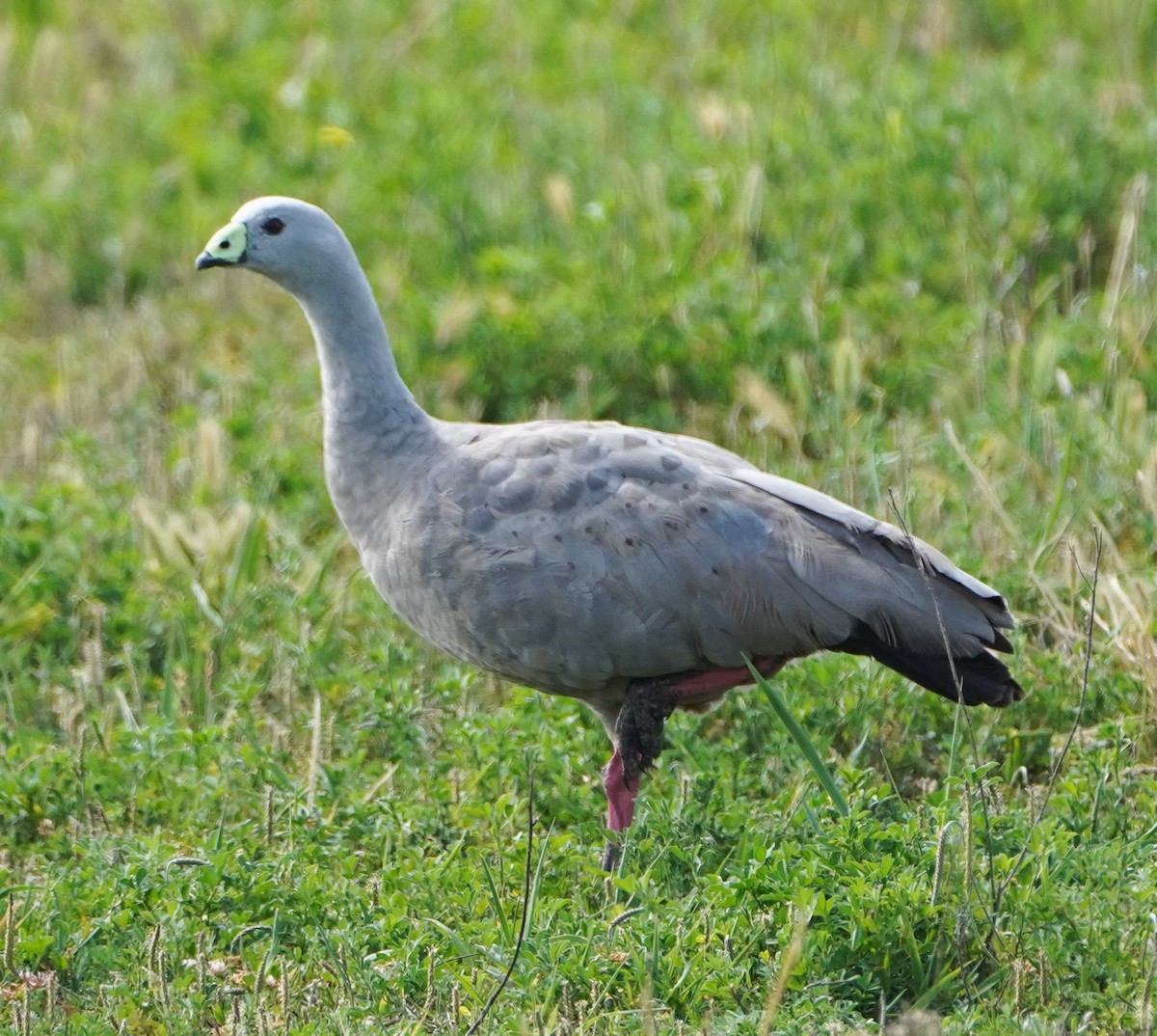 Cape Barren Goose - ML273398821