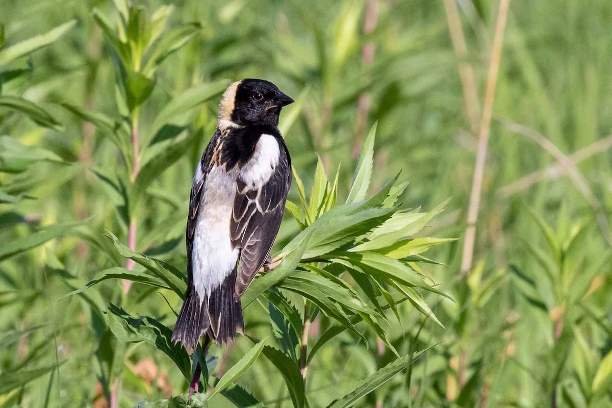 Bobolink - ML273399591