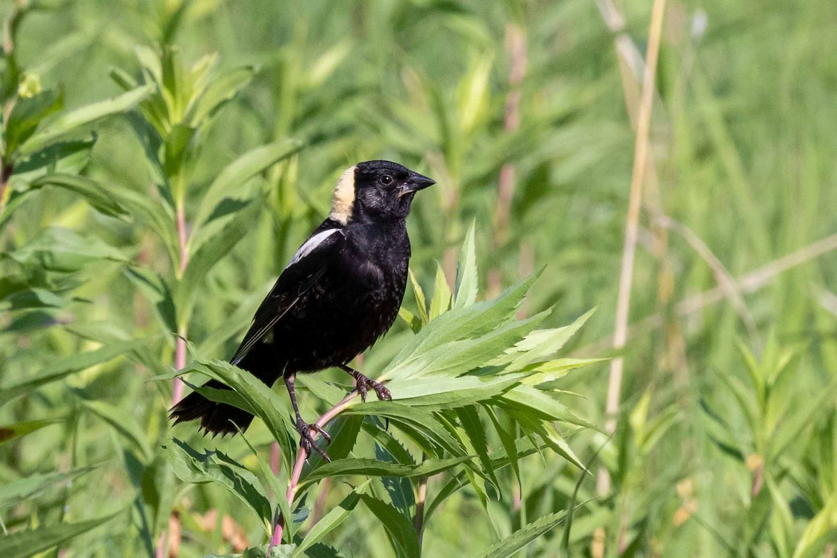 Bobolink - ML273399601