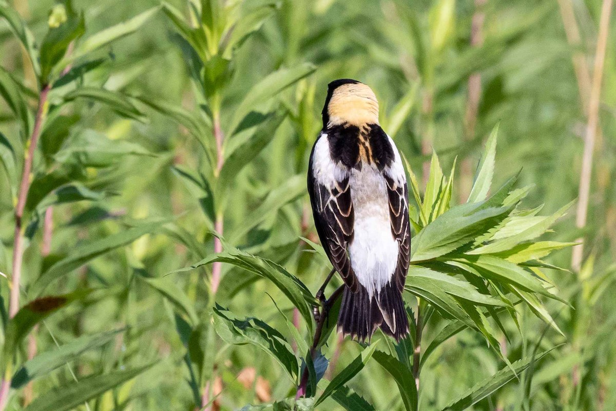 Bobolink - ML273399611