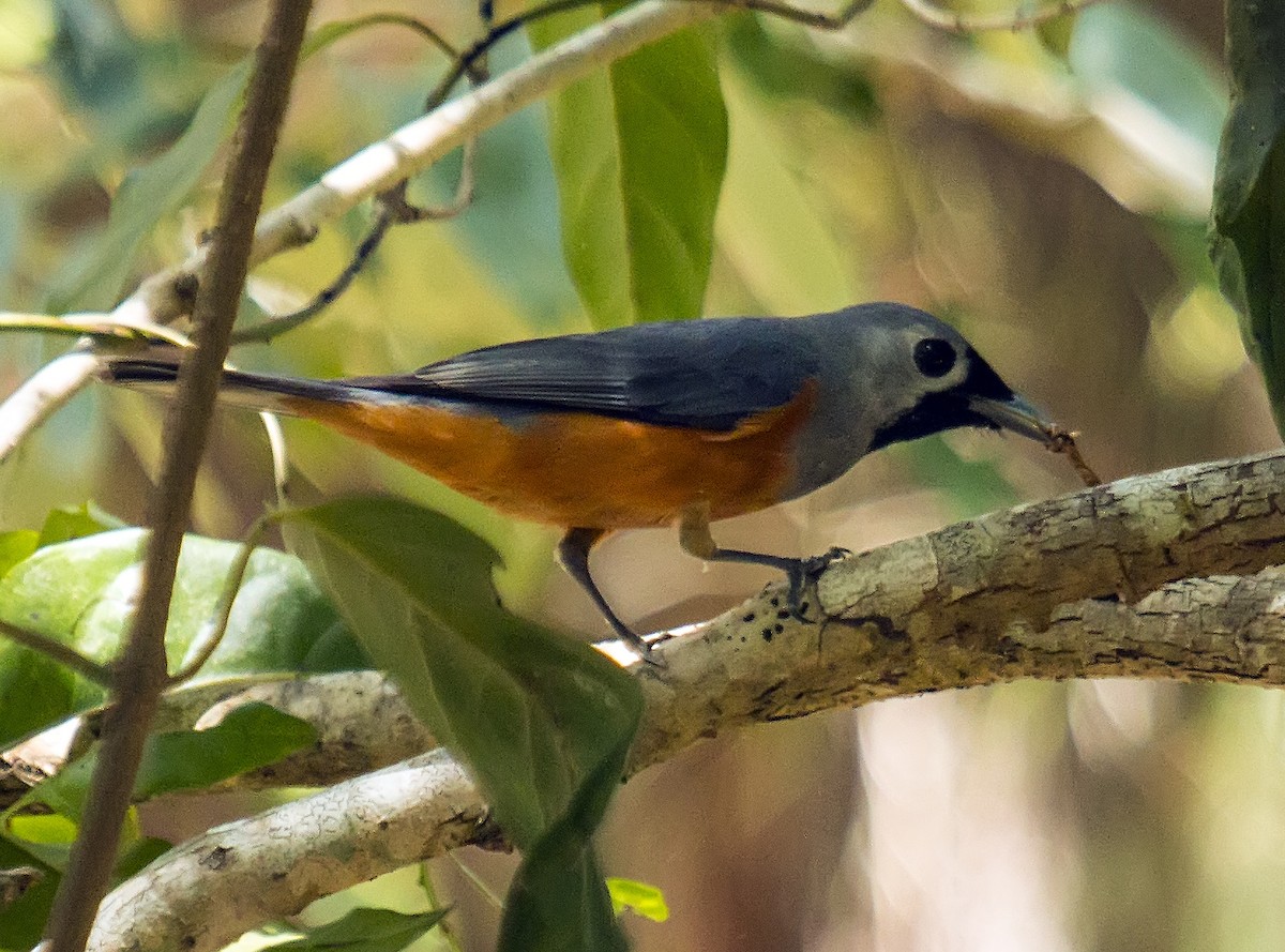 Black-faced Monarch - Katherine Clark