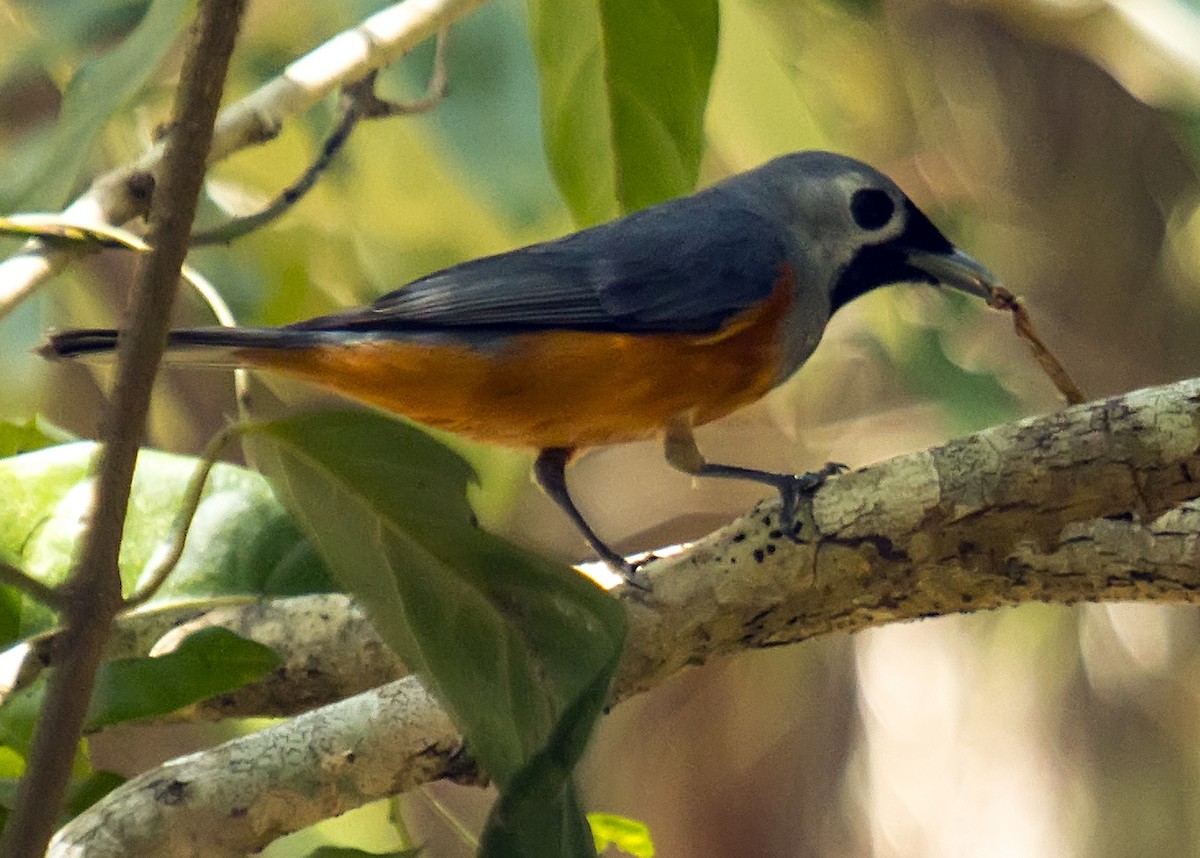 Black-faced Monarch - Katherine Clark