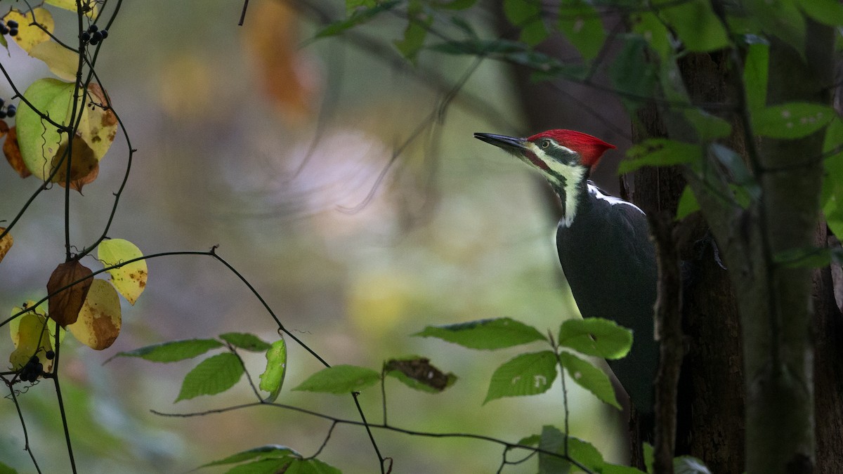 Pileated Woodpecker - ML273401021