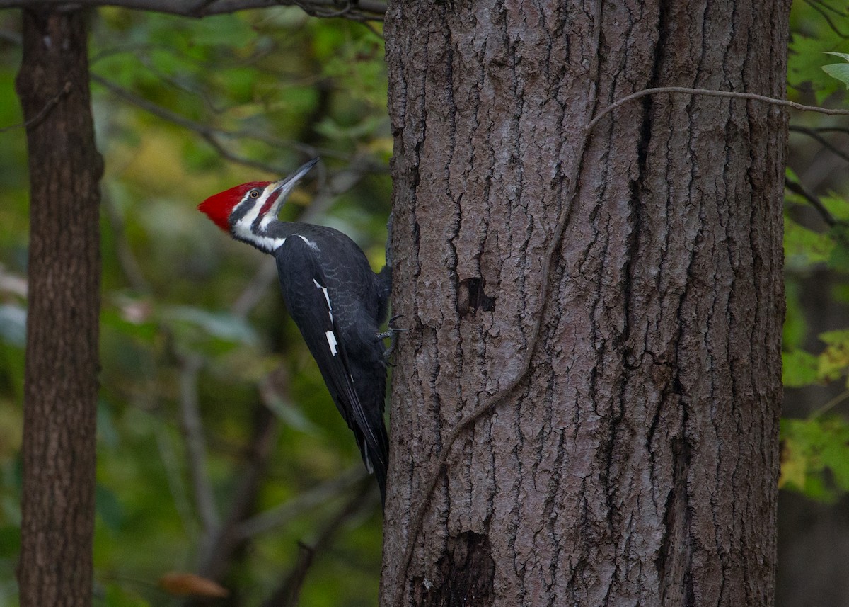 Pileated Woodpecker - ML273401121