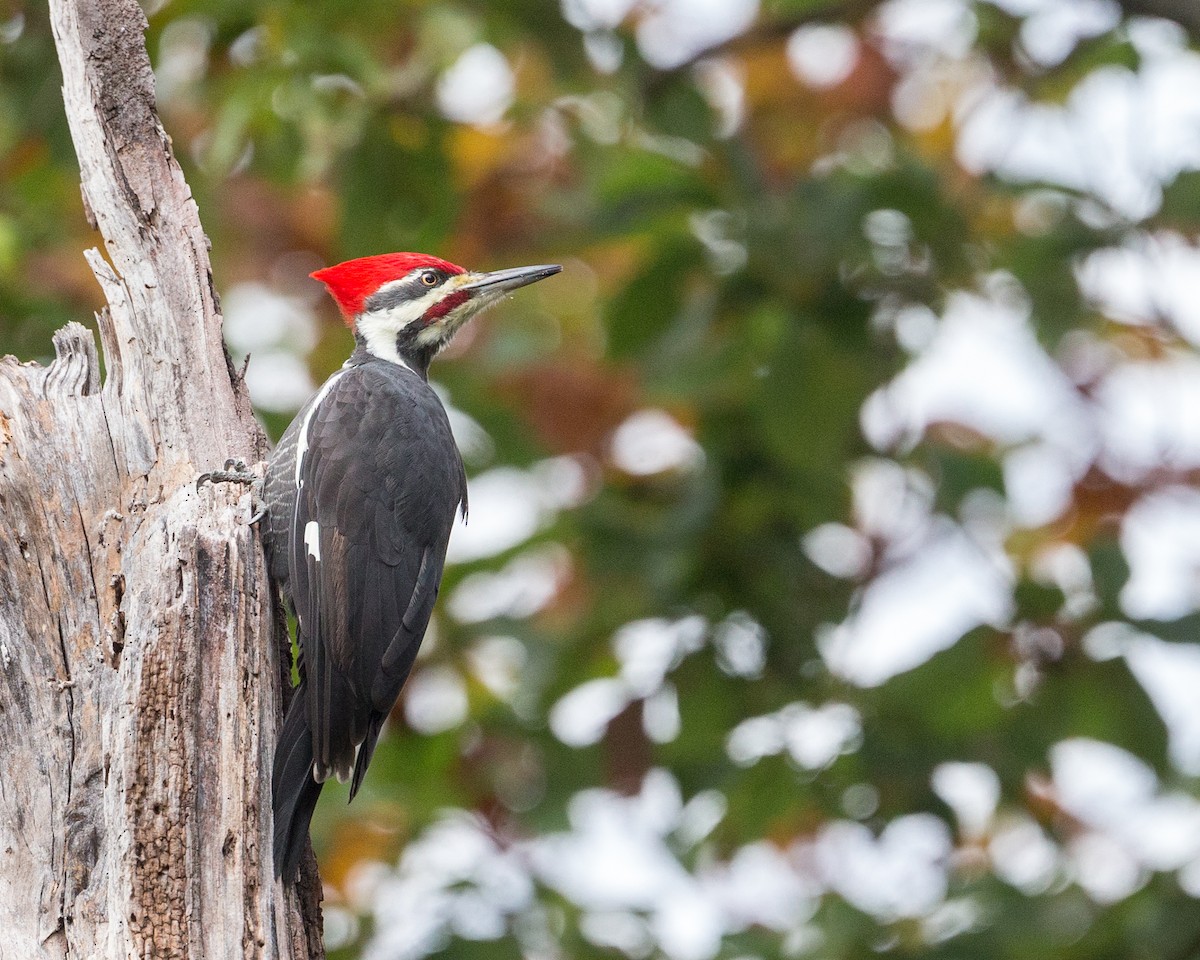 Pileated Woodpecker - ML273401161