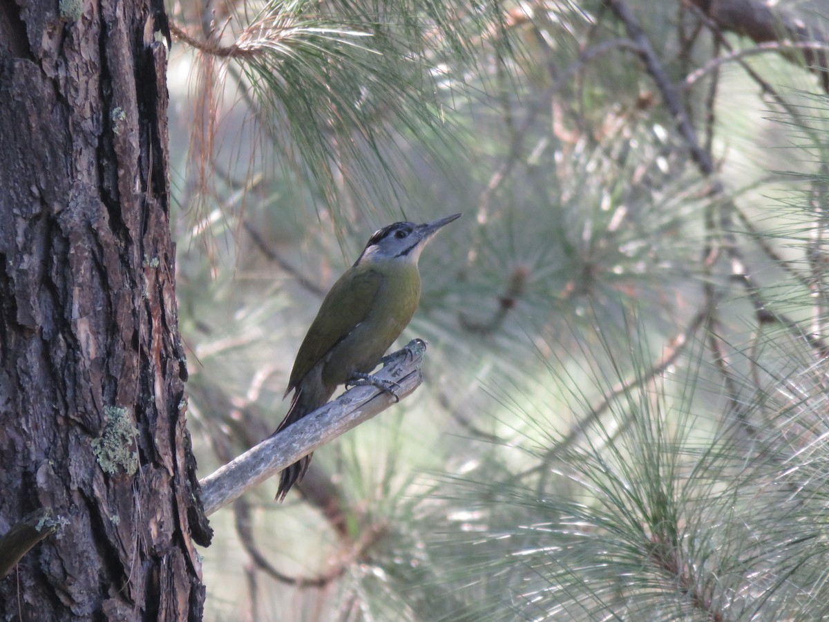 Gray-headed Woodpecker - ML273402161