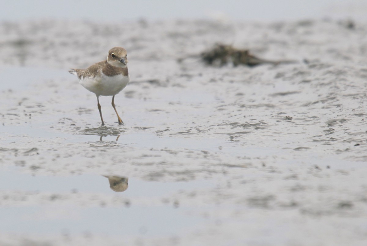 Little Ringed Plover - ML273402291