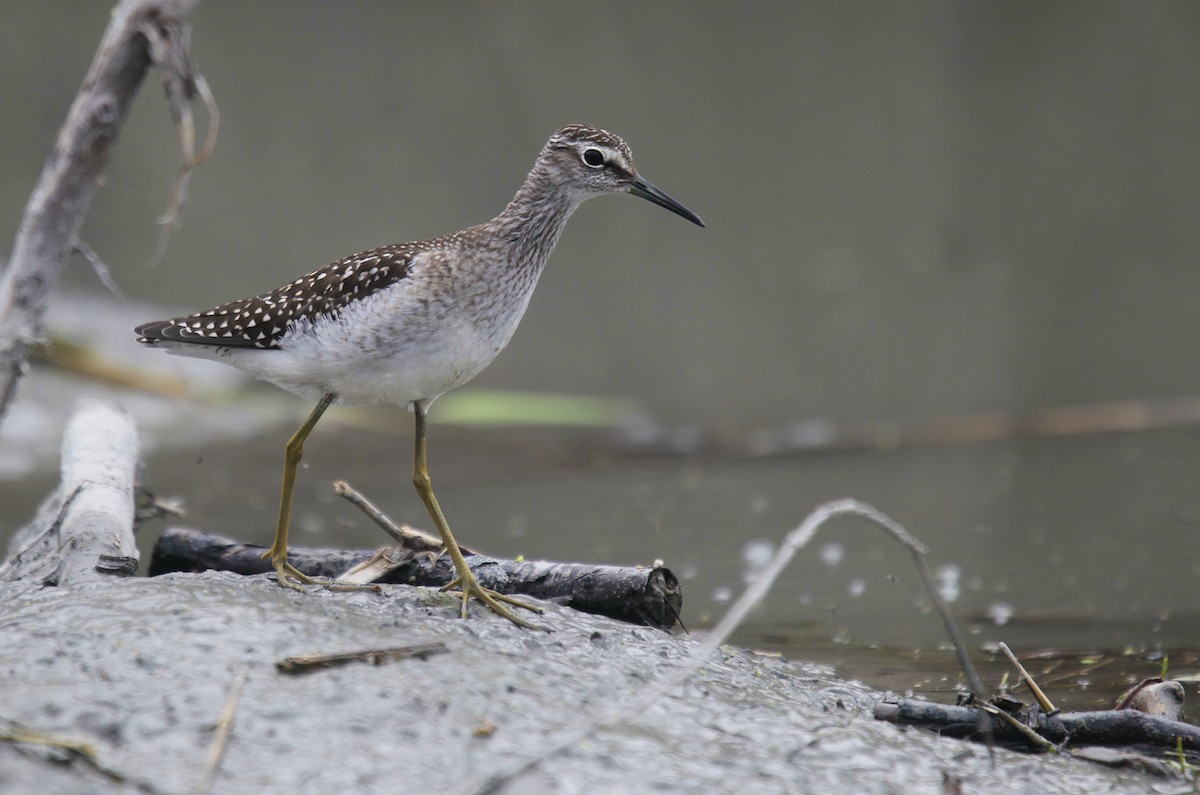 Wood Sandpiper - Harry Kälin