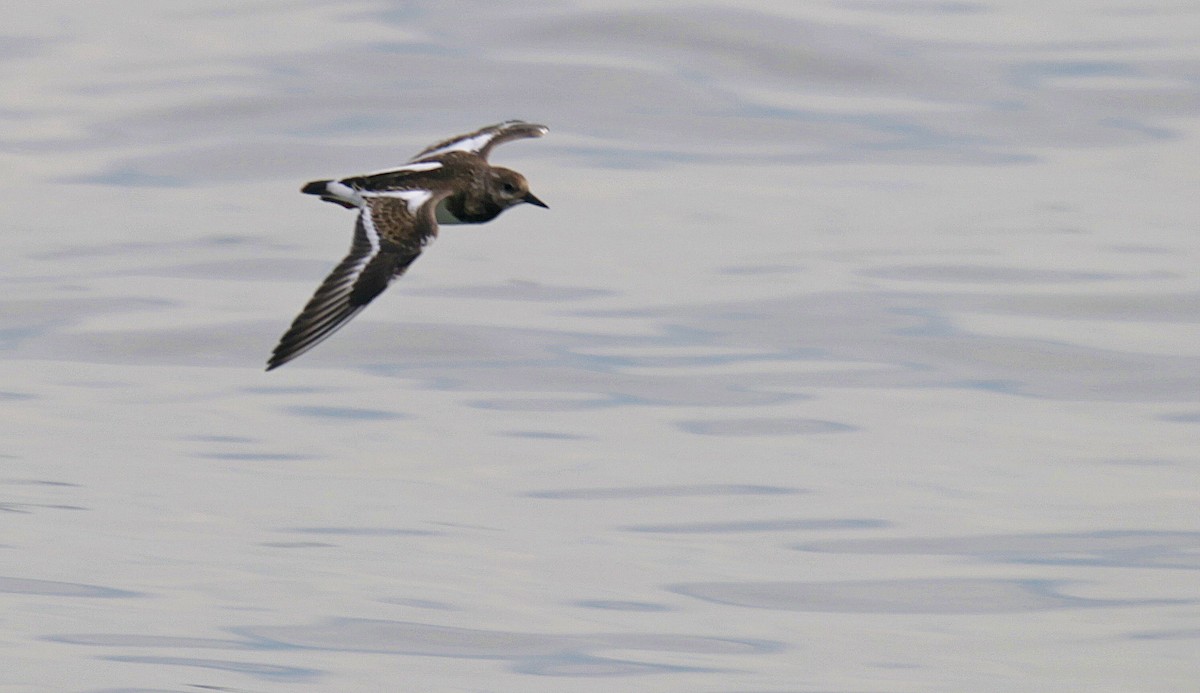 Ruddy Turnstone - Harry Kälin