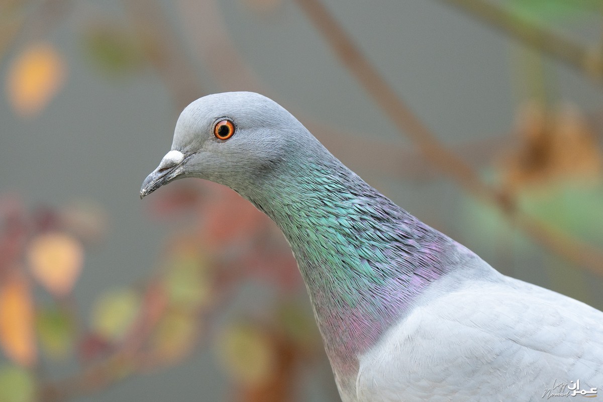 Pigeon biset - ML273402701