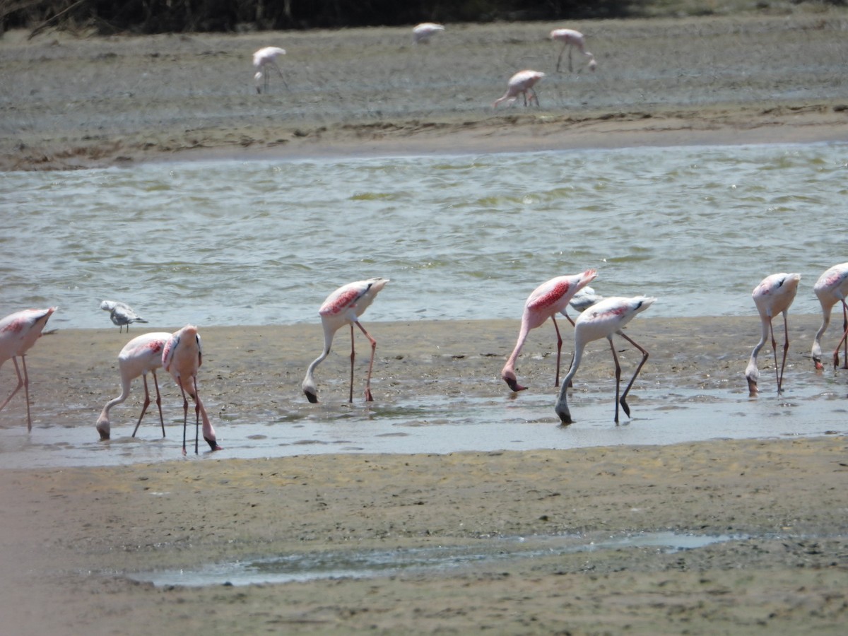 Lesser Flamingo - Salma Mazrui-Watt