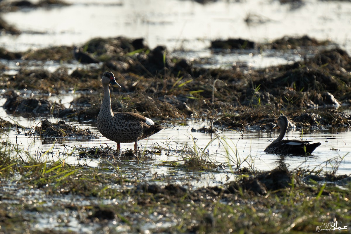 Indian Spot-billed Duck - ML273403081