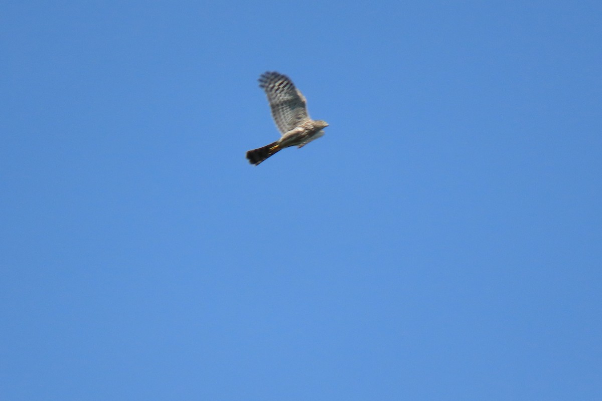 Sharp-shinned Hawk - Kevin Christman