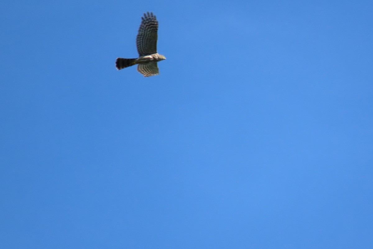 Sharp-shinned Hawk - Kevin Christman